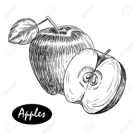 Half Apple Drawing at GetDrawings | Free download