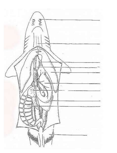 Dogfish Shark Anatomy