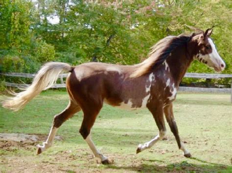 Sabino and Apron Face | Horses, Pretty horses, Horse coat colors