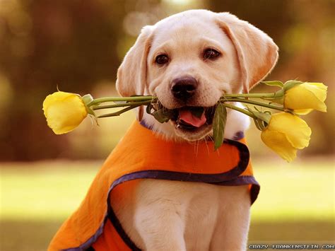 6 Spring Flowers That Are Toxic For Dogs - Petswelcome.com