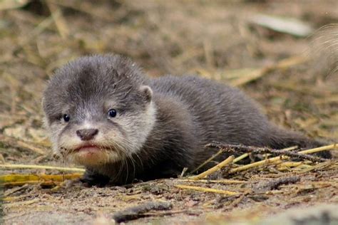 Undeniable cuteness of a baby Asian Small-Clawed Otter : pics