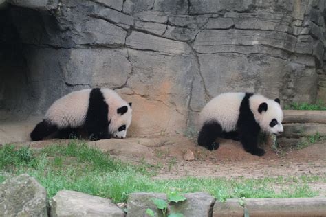 Weighing Zoo Atlanta's Pandas