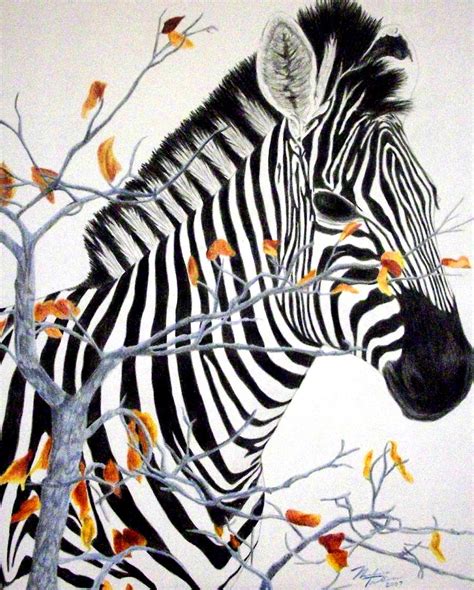 Zebra -colored pencil- by NoKnack on DeviantArt