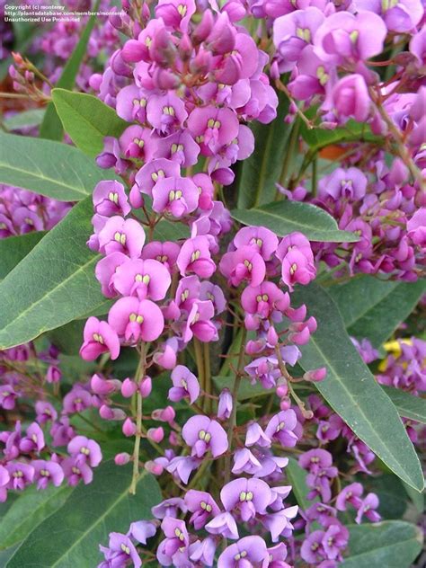 Purple Coral Pea, Lilac Vine (Hardenbergia violacea) (aka Happy Wanderer) This vine ...