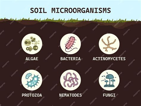 Premium Vector | Soil biology Soil microorganisms bacteria fungi algae ...