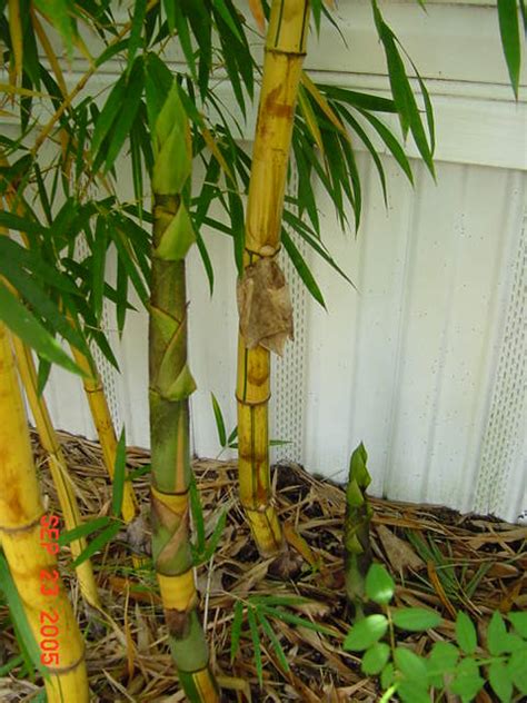 Propagating Clumping Bamboo – Bamboo Propagation