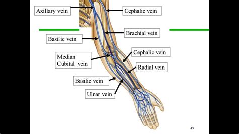 Anatomy of the Cephalic vein and Basilic vein - YouTube