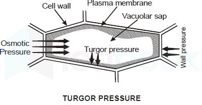 [Solved] Turger pressure is always and opposite to: