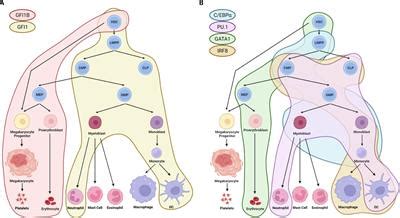 Frontiers | LSD1 inhibition modulates transcription factor networks in myeloid malignancies