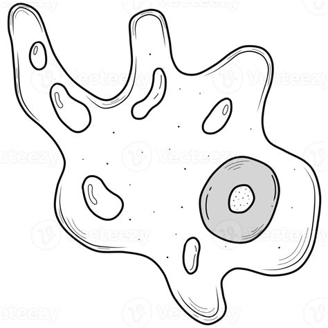 outline of amoeba 45762584 PNG