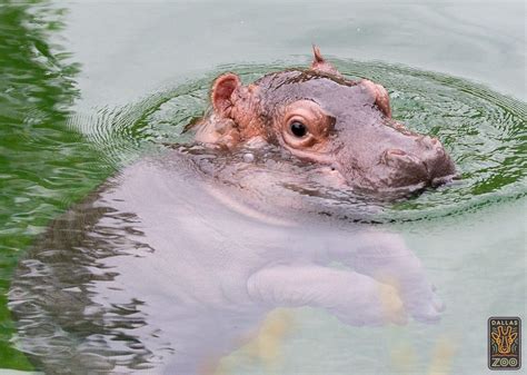 Meet the Dallas Zoo’s Cute New Baby Hippo on Saturday #LocalNews #News The Zoo, Zoo Animals ...