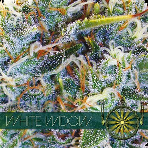 WHITE WIDOW - Vision Seeds