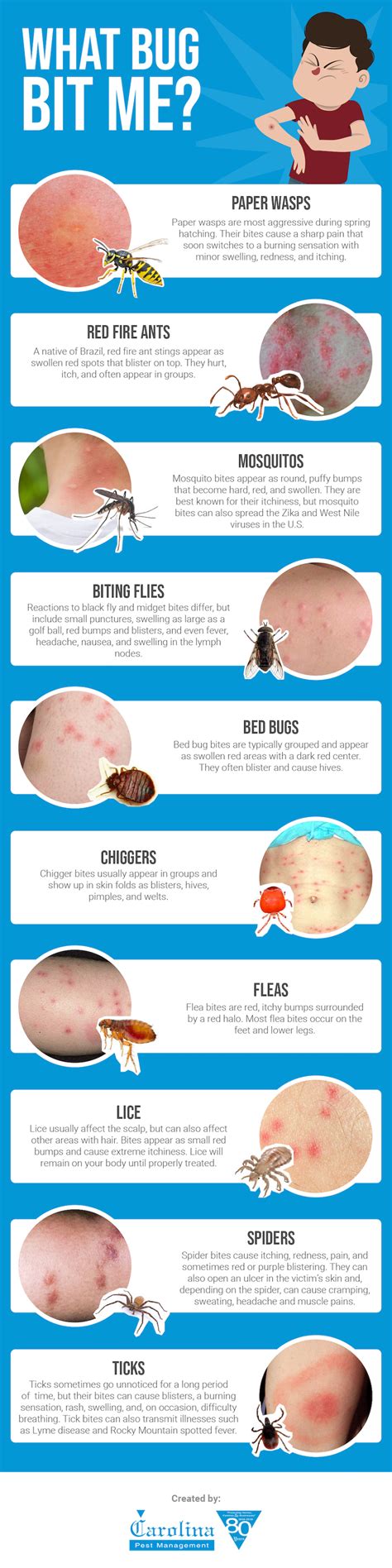 What Bug Bit Me? Carolina Insect Control Tips | Carolina Pest | Health ...