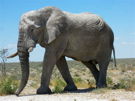 File:Elephants at Etosha National Park03.JPG - Wikimedia Commons