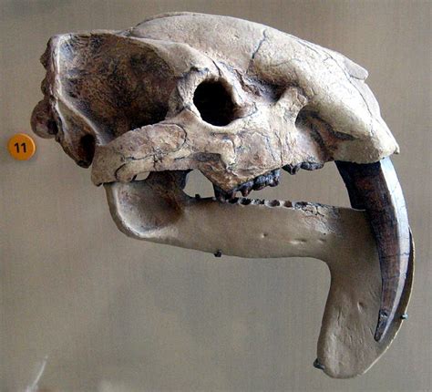 The Natural World: Smilodon Vs. Thylacosmilus: The Saber-Toothed Marsupial