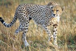 Asiatic Cheetah | Species, Conservation - BigCatsWildCats