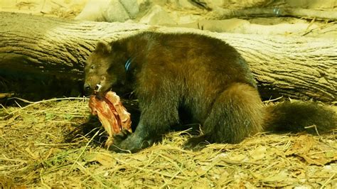 Wolverine Animal Eating Food Video || Animal Eating Food Video at Singapore Zoo | Wolverine ...