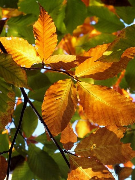 Green and gold by Melusine8 on deviantART | Green and gold, Green, Plant leaves