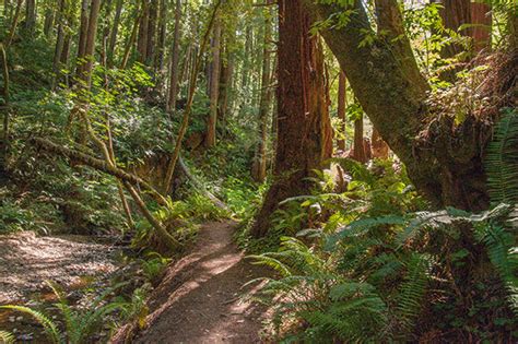 Butano Creek Watershed - Sempervirens Fund