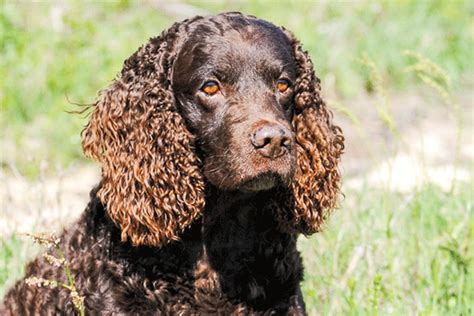 American Water Spaniel: Breed Profile - Gun Dog