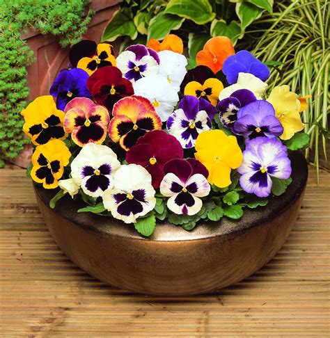 Pansy Mixed 12 Bedding Plants British Grown Garden Ready: Amazon.co.uk: Garden & Outdoors