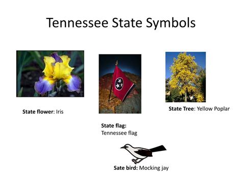 PPT - Tennessee State Symbols PowerPoint Presentation, free download - ID:2372421