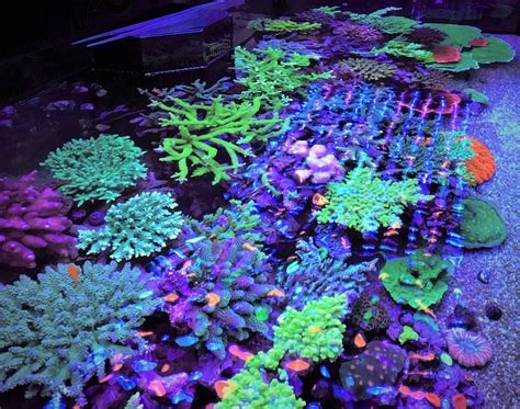 Coral Gallery Under Reef Aquarium LED • Orphek Reef Aquarium LED Lighting