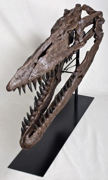 Tylosaurus sp. Skull – Display Replica – Black Hills Institute