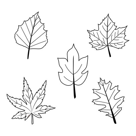 5 Best Images of Printable Fall Leaves Shapes - Printable Leaf Shapes, Fall Leaves Templates ...