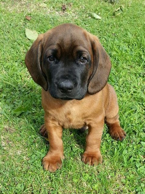 ♥RDS♥ 113 Hanover Hound Puppy | Bavarian mountain hound, Every dog ...