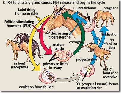 Horse Breeding Archives — Equine Info