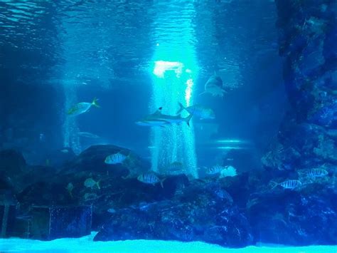 Coex Aquarium (Seoul) - 2020 All You Need to Know Before You Go (with Photos) - Seoul, South ...