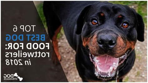 Best Rottweiler Dog Food | PETSIDI