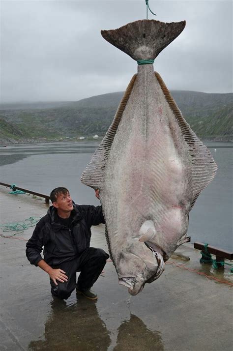 515 lb Halibut world record AWESOME | Sea and such salt water fresh water | Fish, Halibut ...