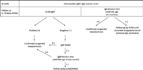 Congenital toxoplasmosis diagnostic algorithm for serological... | Download Scientific Diagram