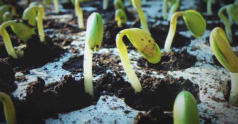 How to Succeed at Seed Germination and 7 Common Mistakes to Avoid