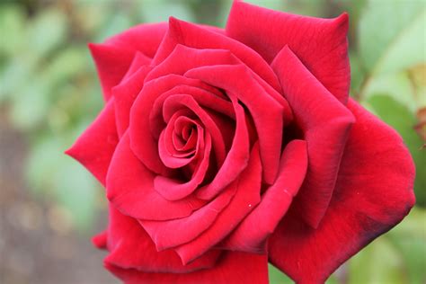 Flower from the National Cathedral Garden in Washington DC | Flowers, Garden, Plants