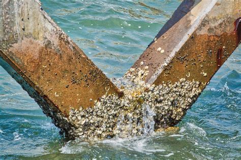 How To Prevent Barnacle Build Up