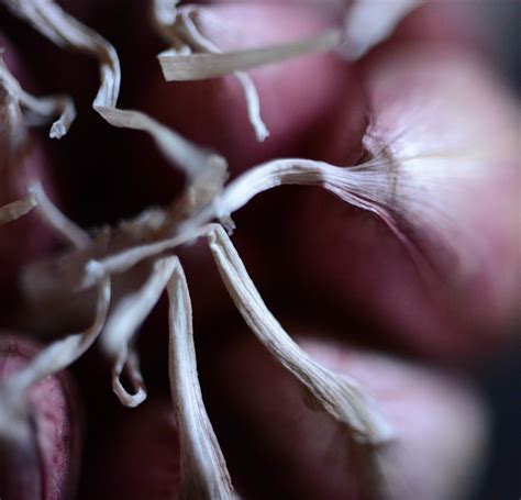 Patrice_Newell_Garlic-Varieties-purple | Patrice Newell's online organic biodynamic Australian ...