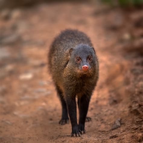 Indian Grey Mongoose | An Indian Grey Mongoose happily posin… | Flickr