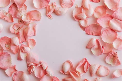 Scattered rose petals on white background · Free Stock Photo