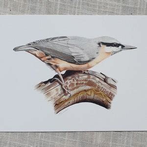 Nuthatch Bird Coloured Pencil Drawing Print 6x4 7x5 8x6 - Etsy