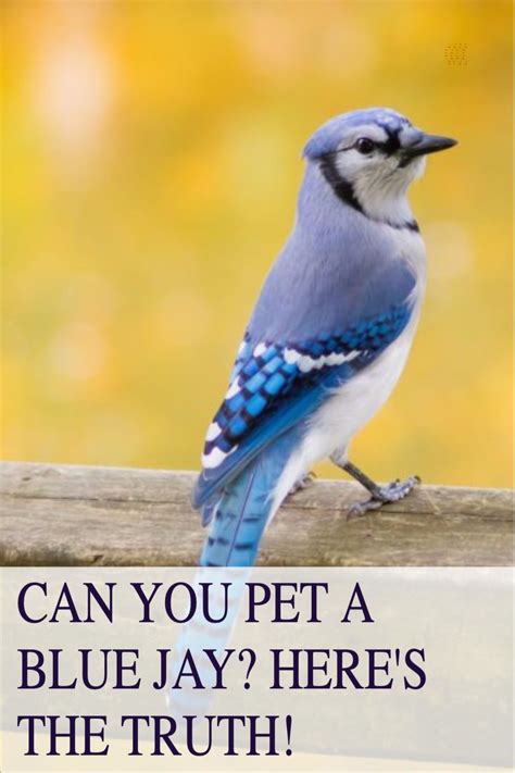 In this article, we talk about whether or not to pet a Blue Jay. If you ...