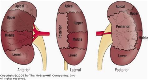 Kidney | Anatomy | Mbbs 1st year