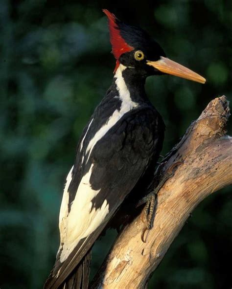 Ivory-billed Woodpecker | Extinct birds, Woodpecker, Nature birds