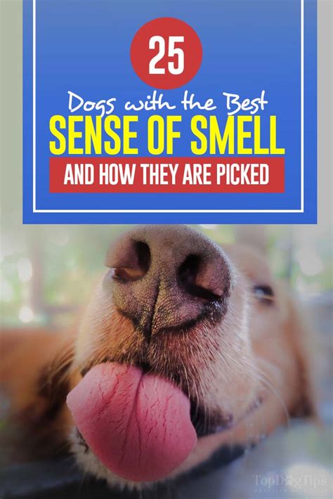 25 Dogs with Best Sense of Smell (and how scientists pick them out)