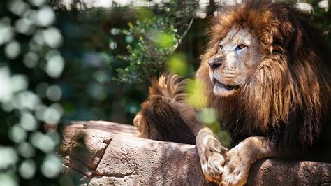 Kings of the Greenvile Zoo: Lions to stay as zoo makes upgrades to meet industry standards ...