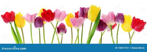 Spring Tulip Flowers In A Row Stock Image - Image: 18057761