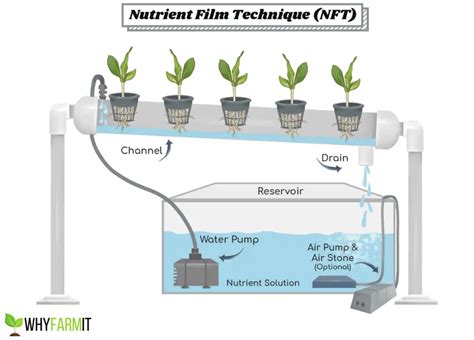 Nutrient Film Technique Pros & Cons (+Beginner Advice) - Soak And Soil