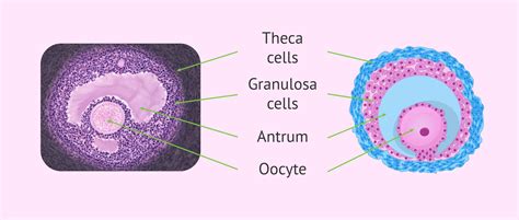 What is an Ovarian Follicle?